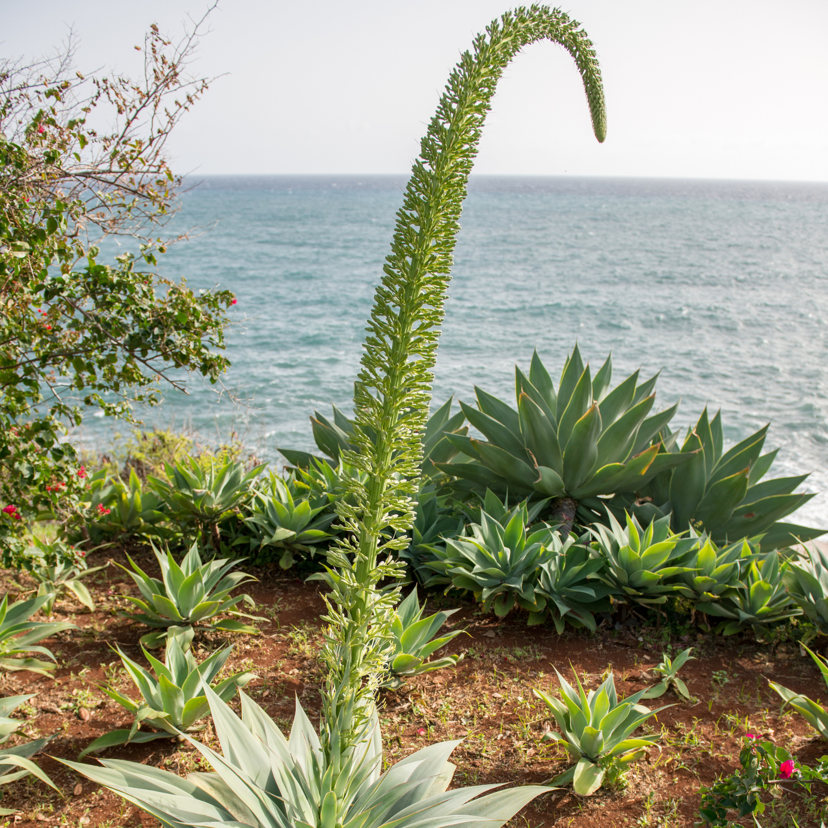 Fox Tail Agave