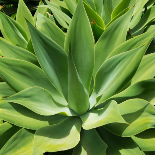 Fox Tail Agave