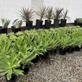 Fox Tail Agave