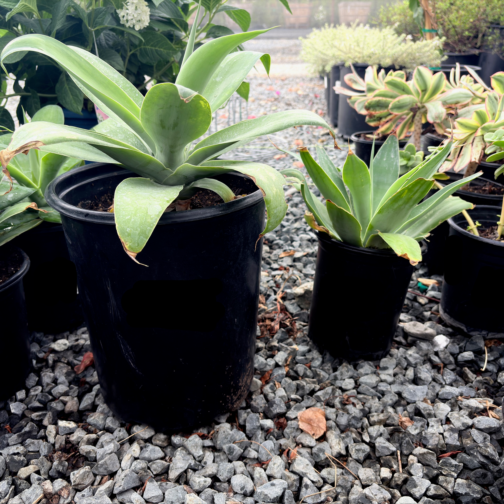 agave succulent Foxtail Agave