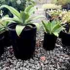 Fox Tail Agave