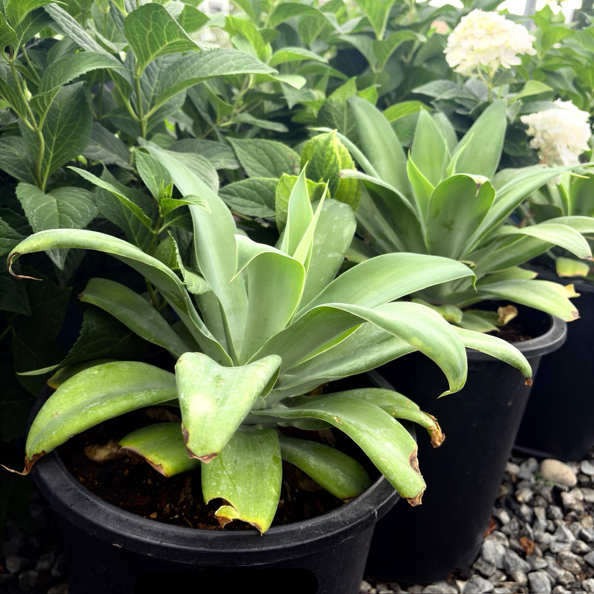 foxtail succulent Foxtail Agave