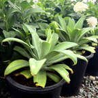 Fox Tail Agave
