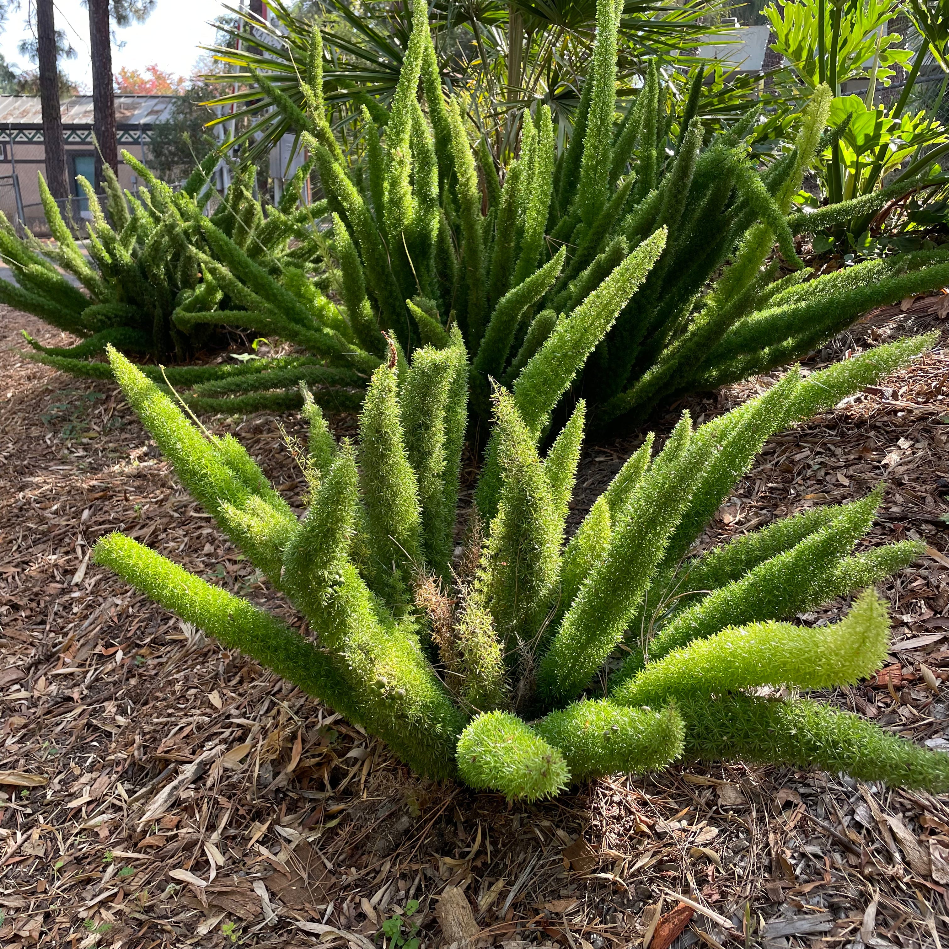 Foxtail Asparagus Fern (Asparagus densiflorus ‘Meyeri’) with fuzzy texture on a mulched garden bed