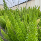 Row of Foxtail Asparagus Fern (Asparagus densiflorus ‘Meyeri’) in a greenhouse setting