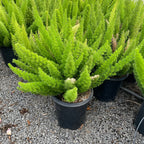 5 gallon Foxtail Asparagus Fern (Asparagus densiflorus ‘Meyeri’) in the victory  nursery