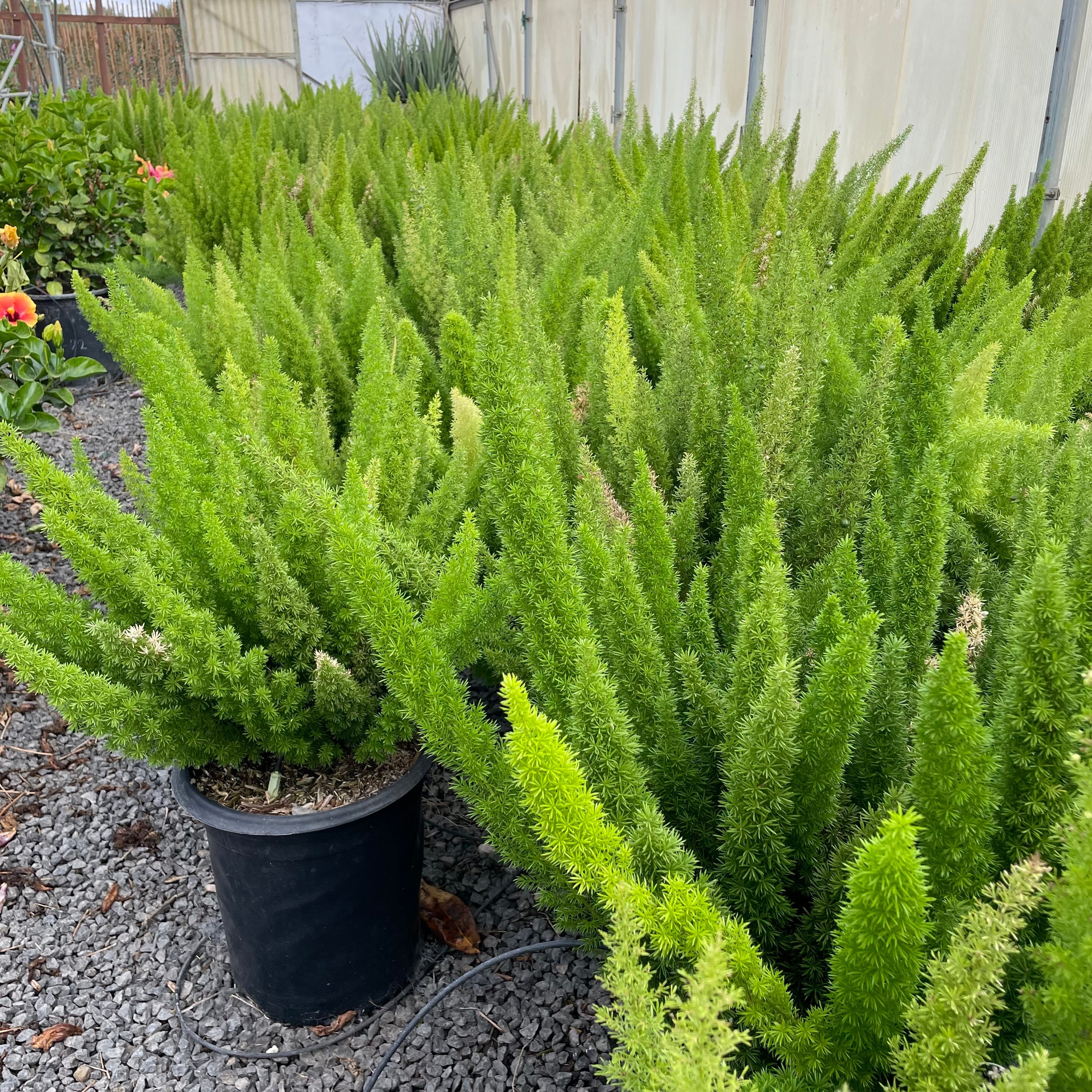 Row of 5 gallon Foxtail Asparagus Fern (Asparagus densiflorus ‘Meyeri’) on a gravel surface with a wooden fence in the background.