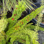 Foxtail Asparagus Fern (Asparagus densiflorus ‘Meyeri’) with red berries in a garden setting