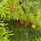 Close-up of Foxtail Asparagus Fern (Asparagus densiflorus ‘Meyeri’) with red berries on a natural background