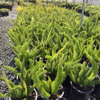 Foxtail Asparagus Fern