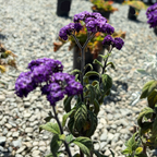 Fragrant Delight Heliotrope