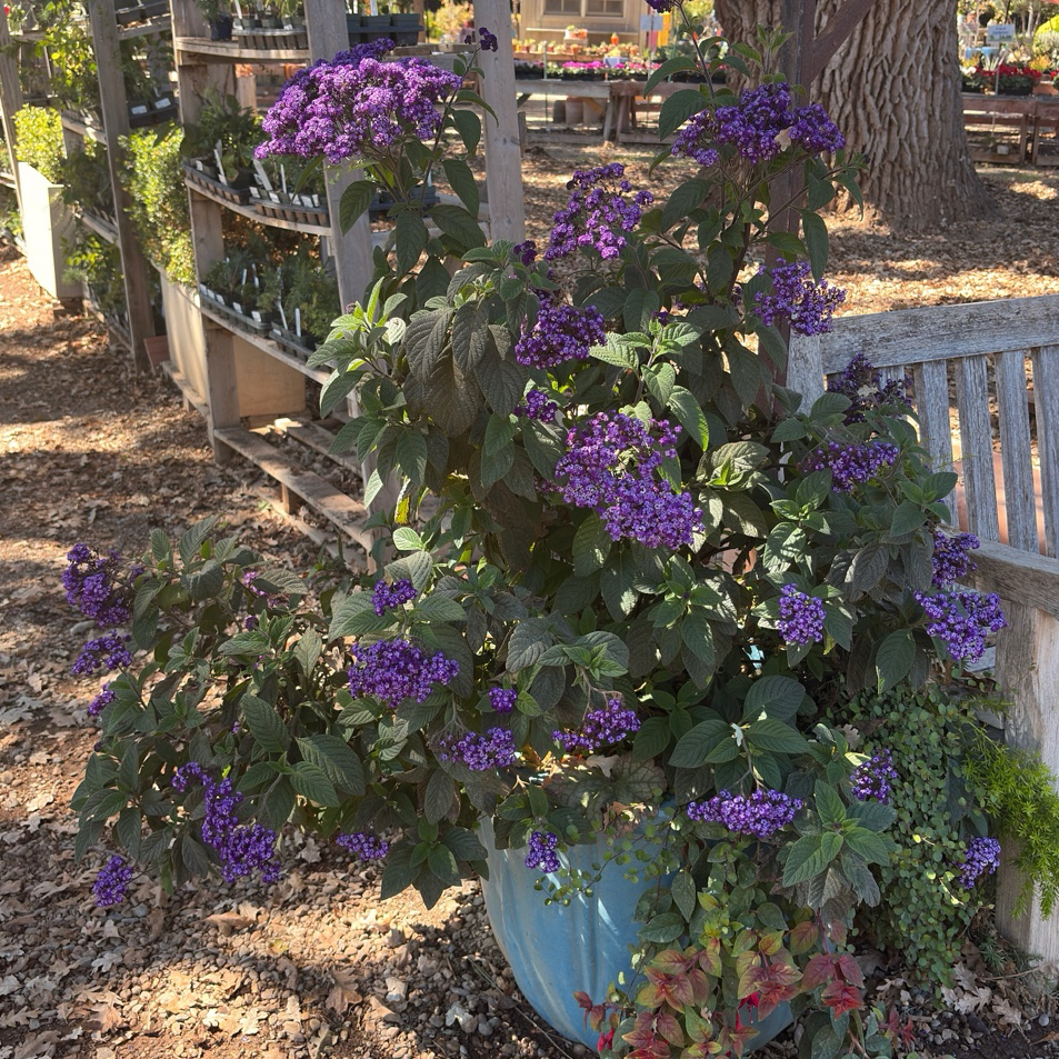 Fragrant Delight Heliotrope