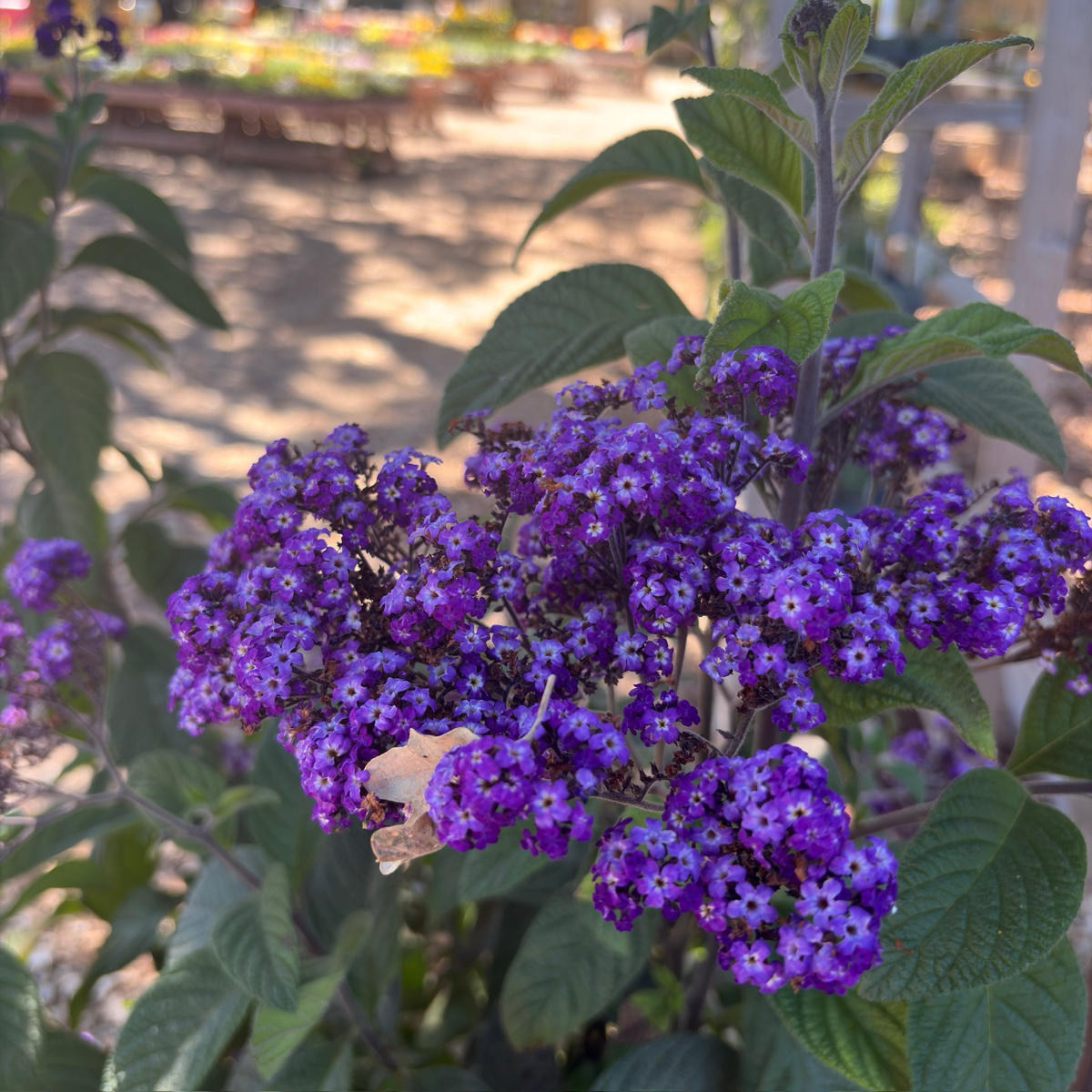 Fragrant Delight Heliotrope