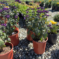 Fragrant Delight Heliotrope