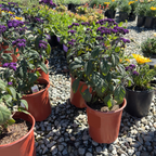 Fragrant Delight Heliotrope