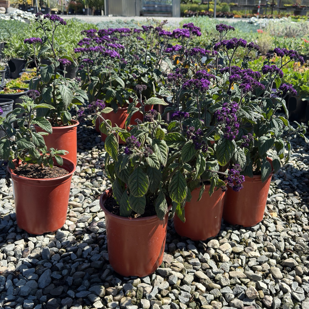 Fragrant Delight Heliotrope