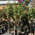 Fragrant Plum Rose