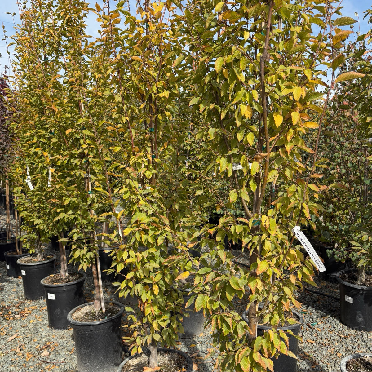 Frans Fontaine Columnar European Hornbeam