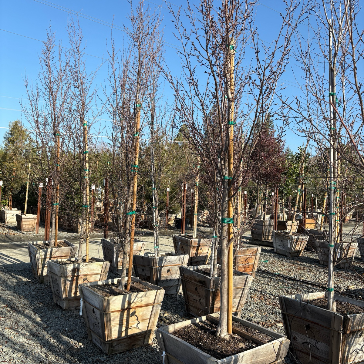 Frans Fontaine Columnar European Hornbeam