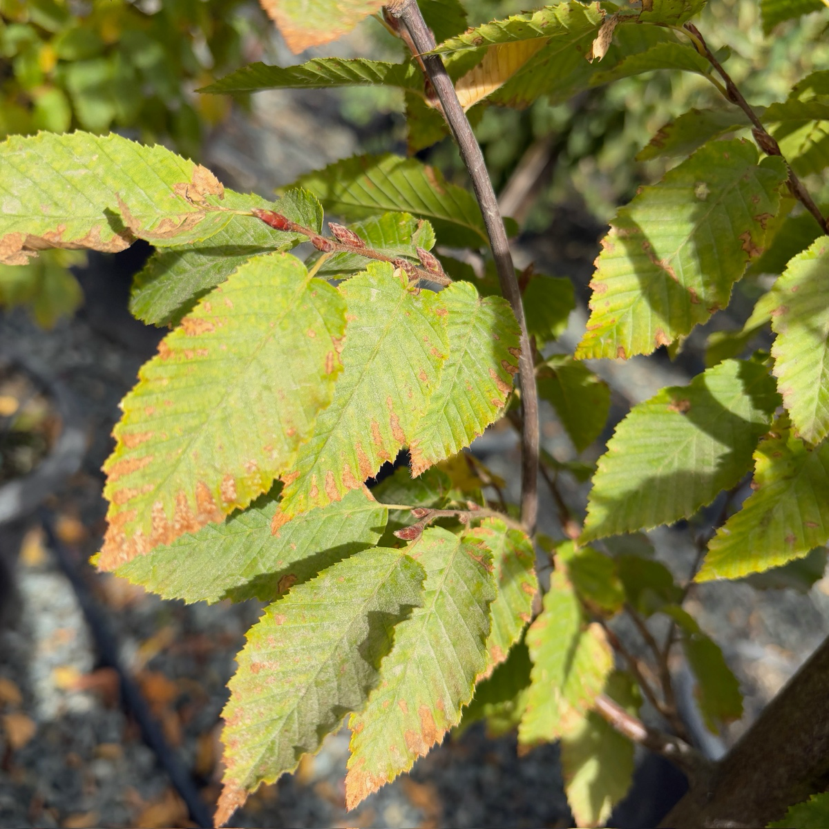 Frans Fontaine Columnar European Hornbeam