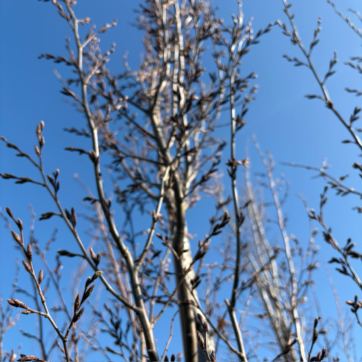 Frans Fontaine Columnar European Hornbeam