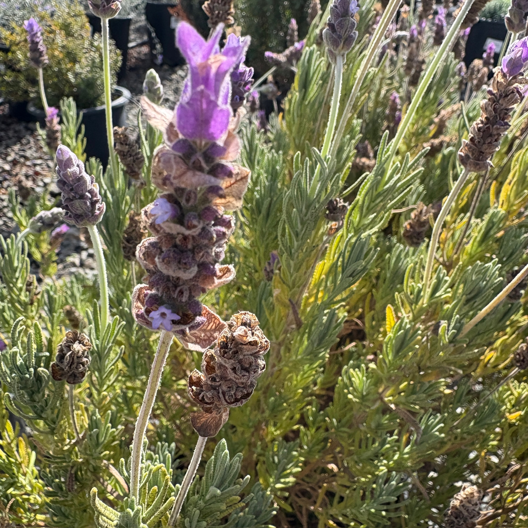 where can i buy french lavender plants French Lavender