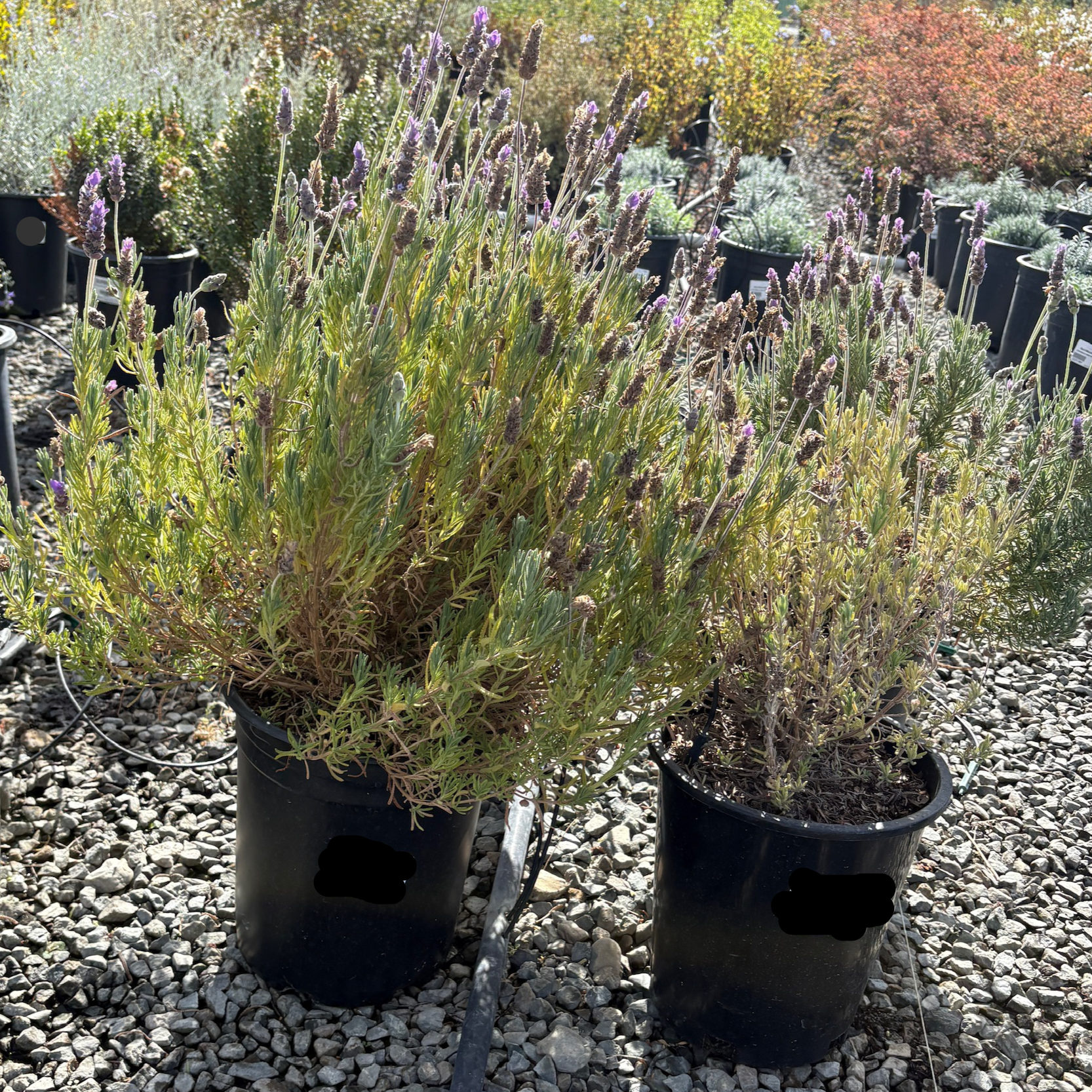 Potted Toothed Lavender plants on a gravel surface with other plants in the background