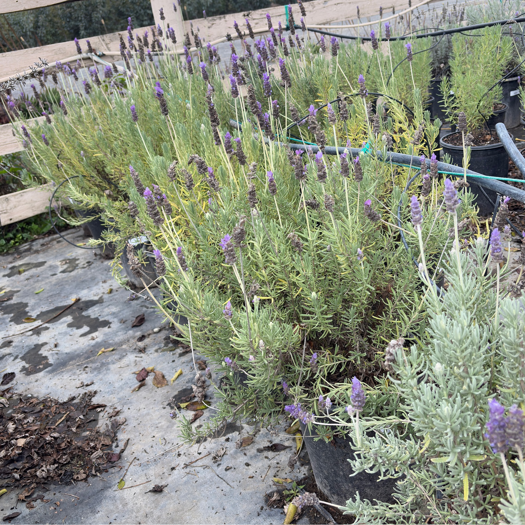 where can i buy french lavender plants near me French Lavender