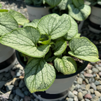 Frostbite Siberian Bugloss