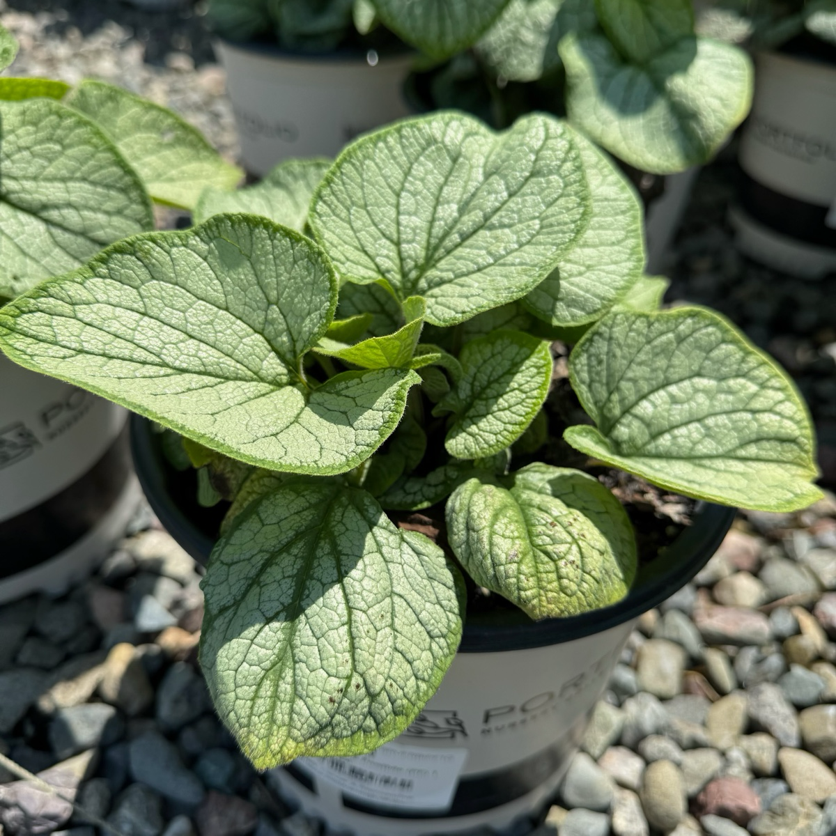 Frostbite Siberian Bugloss
