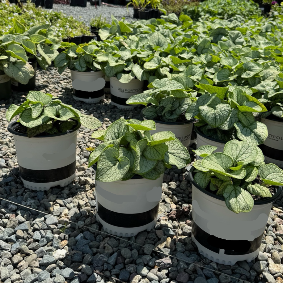 Frostbite Siberian Bugloss | Silver Leaf Shade Perennial – Victory Frostbite Siberian Bugloss | Silver Leaf Shade Perennial – Victory