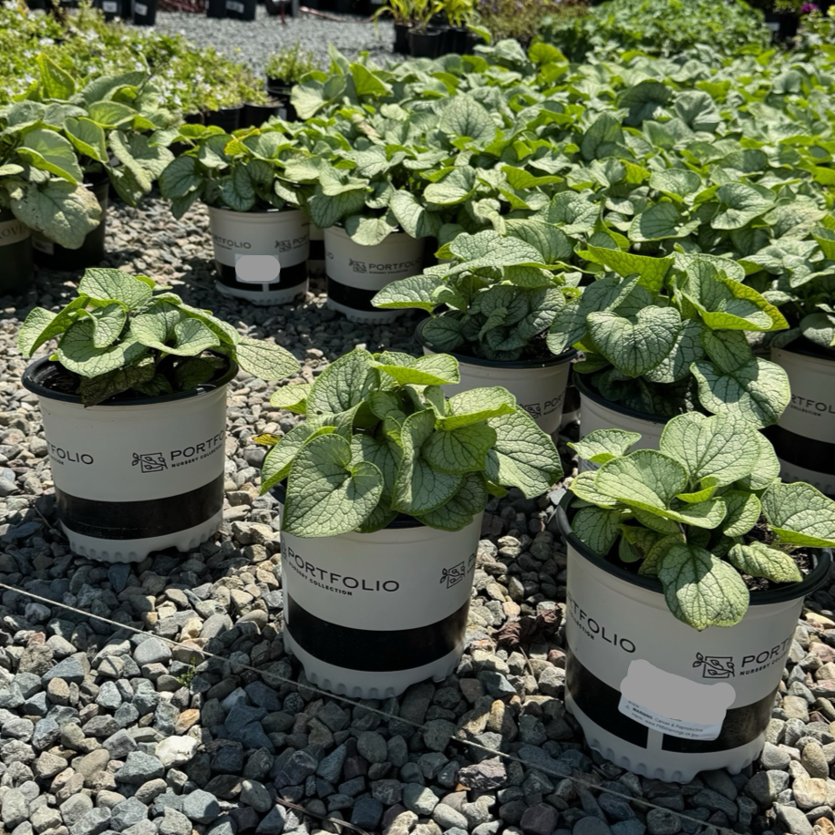 Frostbite Siberian Bugloss