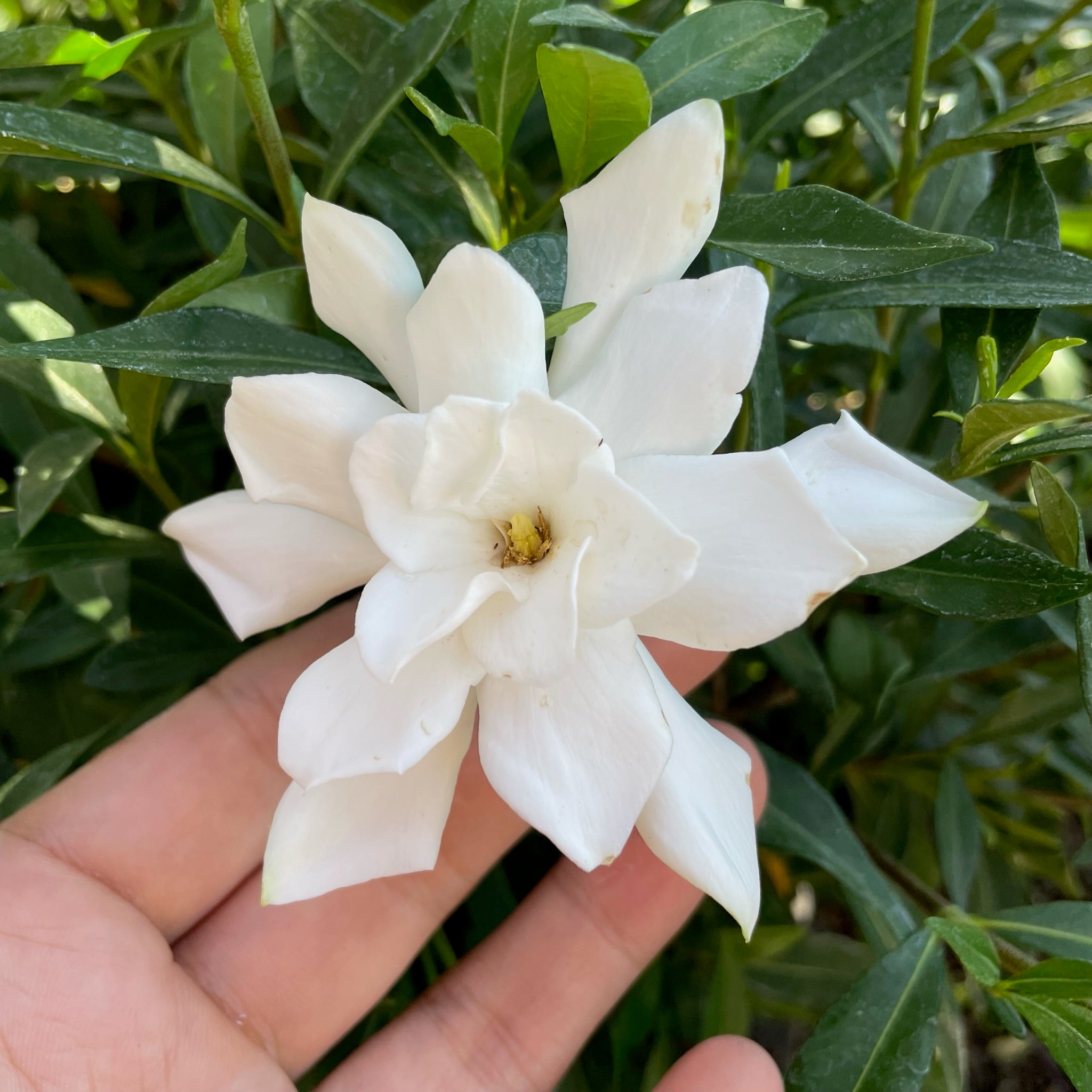 Frostproof Gardenia White flower held between fingers with green leaves in the background