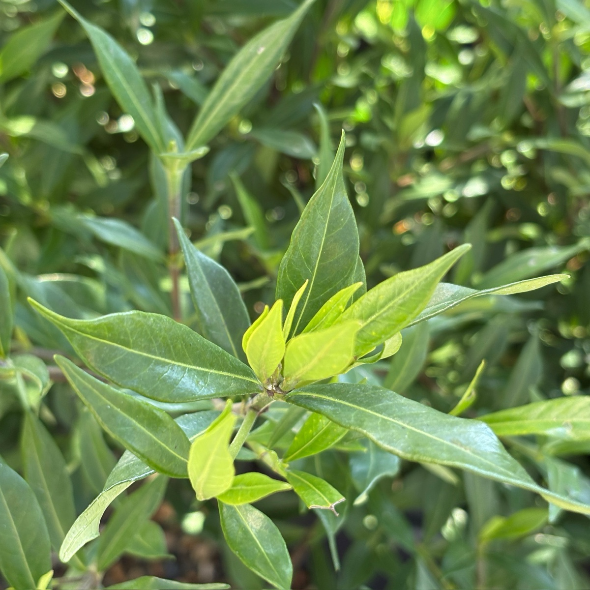 Close-up of Frostproof Gardenia green leaves with a blurred natural background