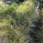 Frosty Curls Hair Sedge swaying in the wind with a blurred background