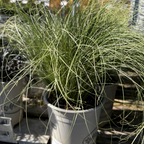 Potted Frosty Curls Hair Sedge with long green leaves in a garden setting