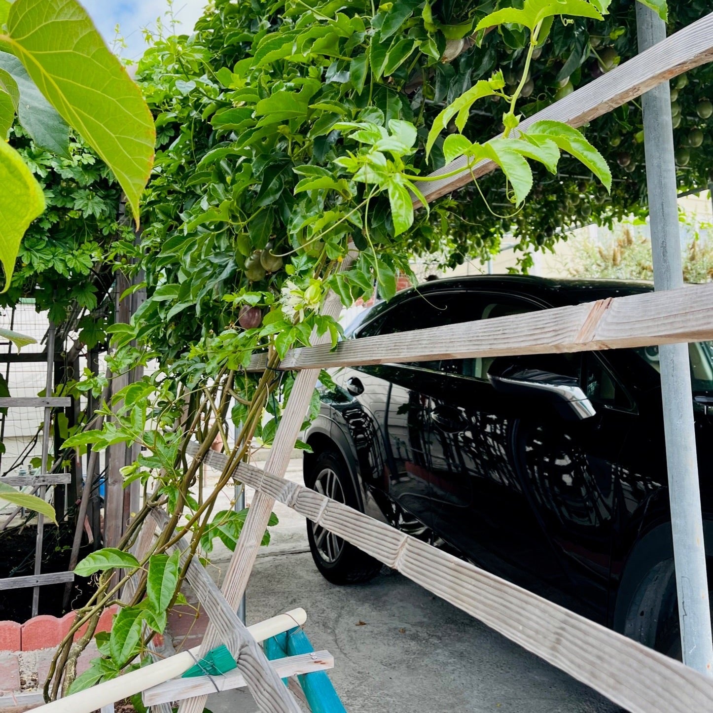 Black car parked under a trellis with green plants