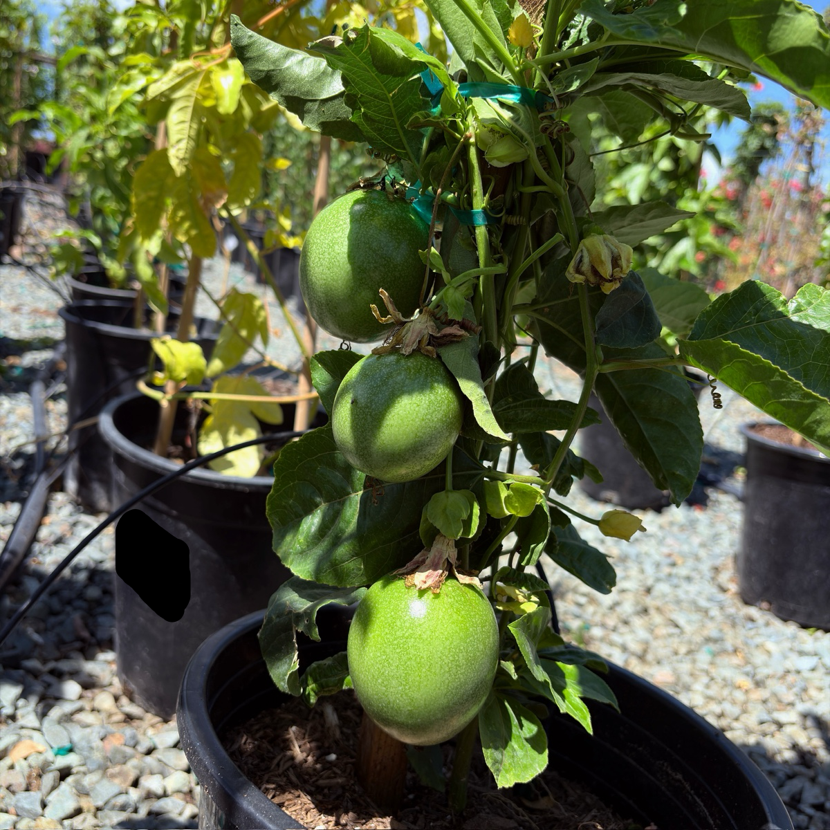 Passion fruit plant with green fruits in a pot, surrounded by other plants and pots.