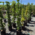 Row of potted plants in a nursery setting with gravel ground and blue sky.