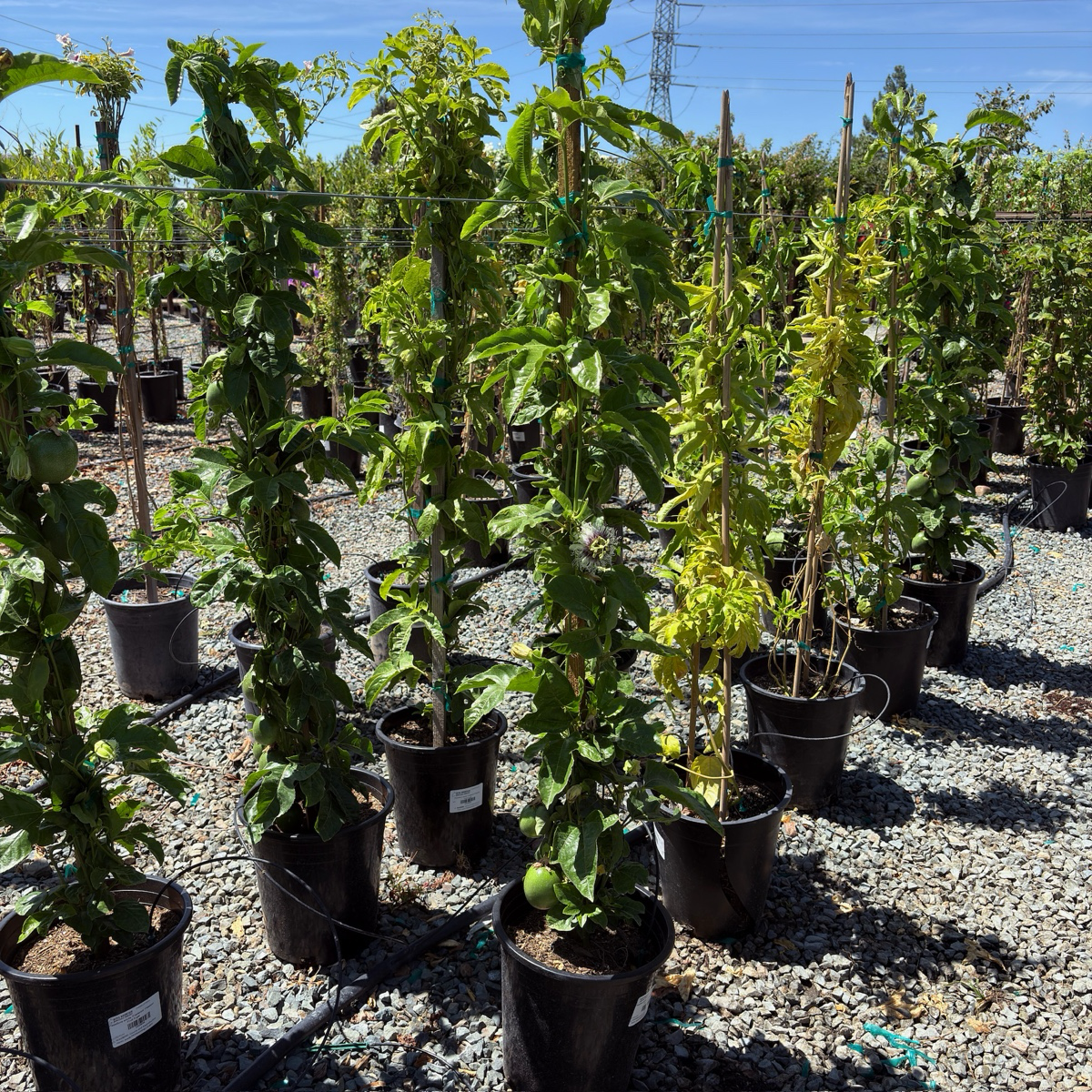 Row of potted plants in a nursery setting with gravel ground and blue sky.
