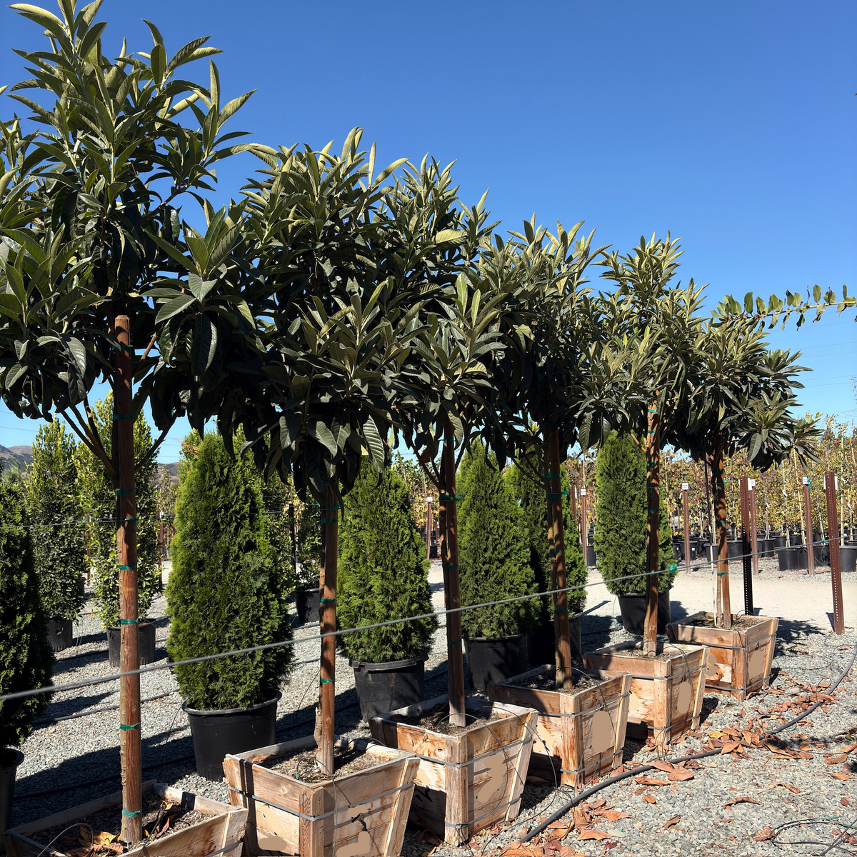 Fruiting Loquat Tree