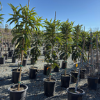 Fruiting Loquat tree