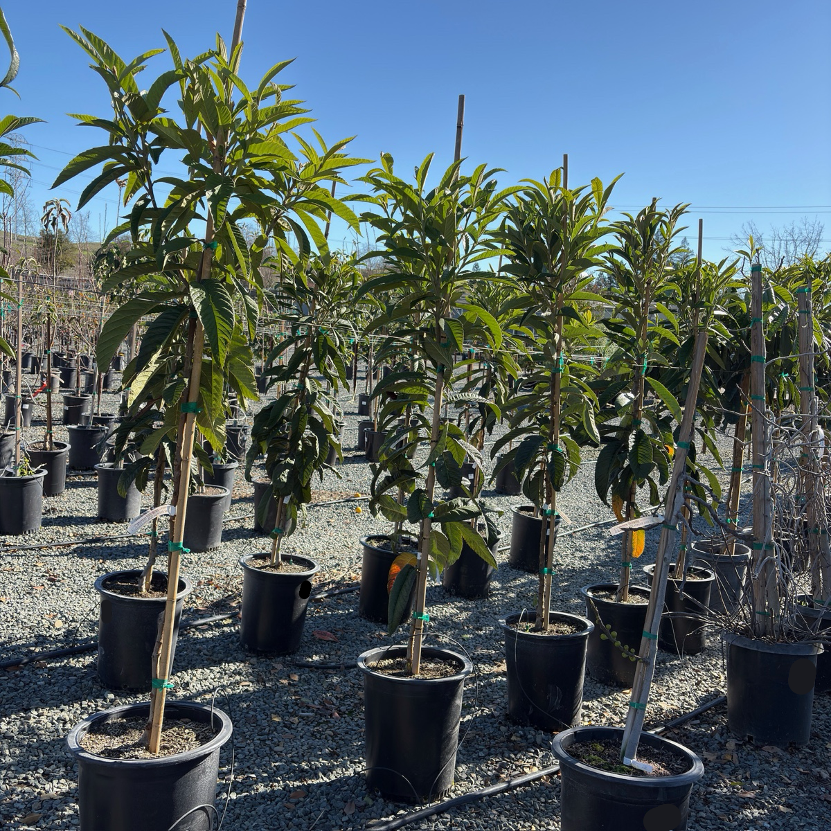 Fruiting Loquat tree