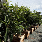  Fruiting Loquat tree