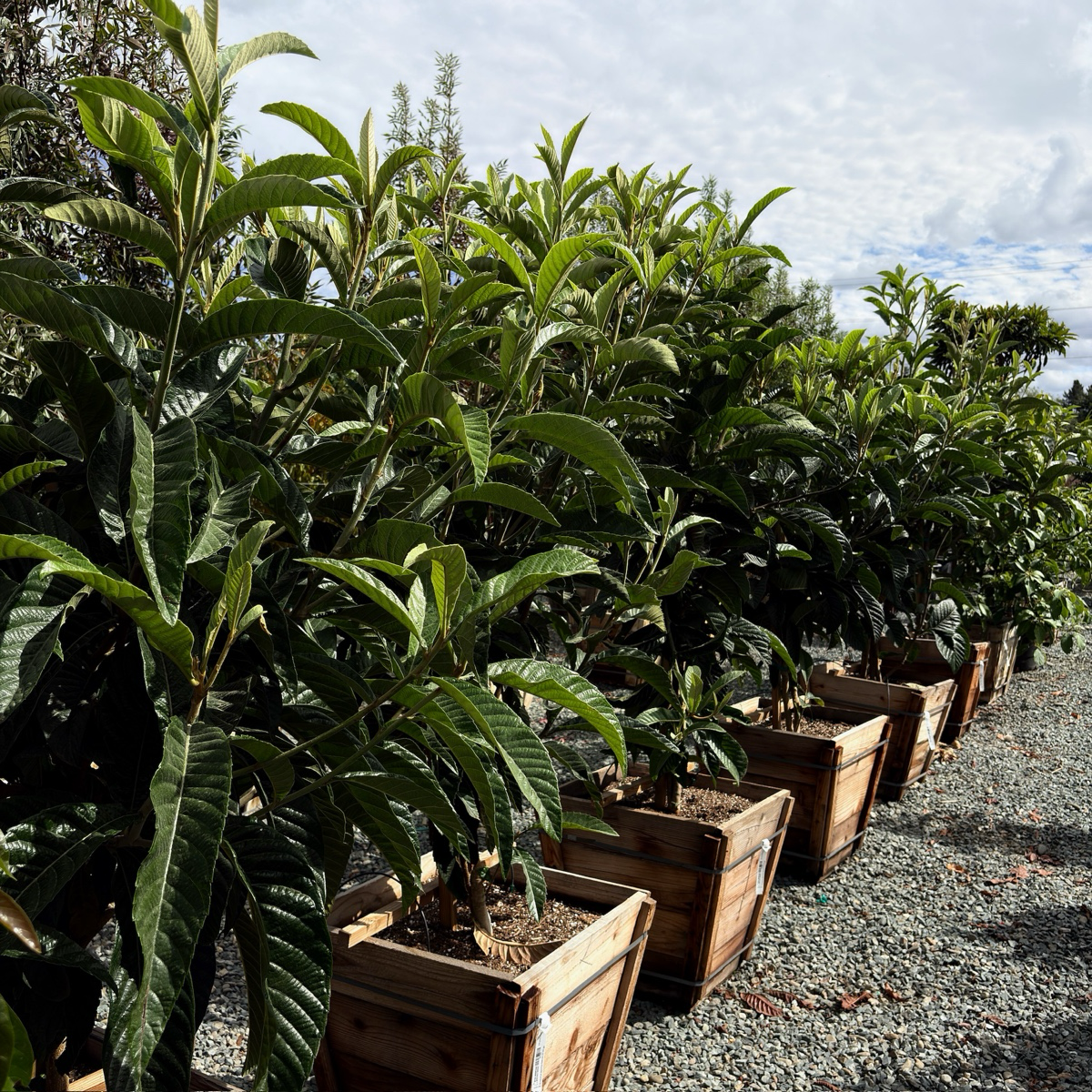  Fruiting Loquat tree