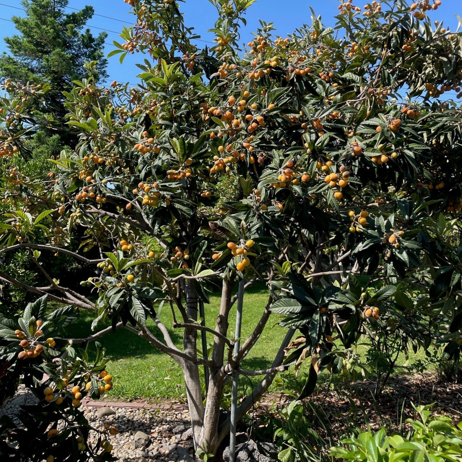 bonsai loquat tree Fruiting Loquat