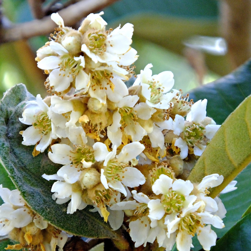 Close-up of white flowers Fruiting Loquat with green leaves on a blurred natural background