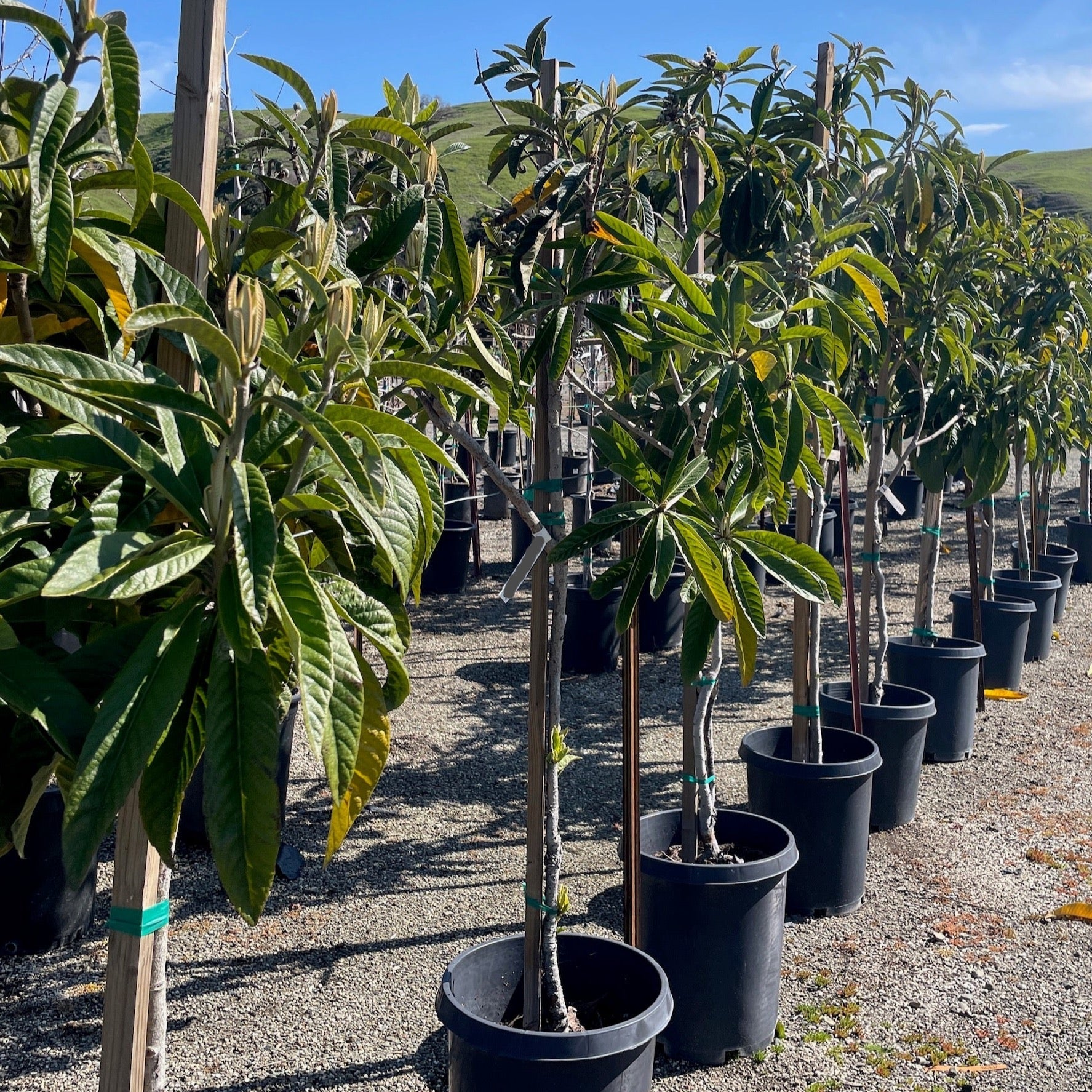 Row of potted Fruiting Loquat trees in a nursery setting with a clear sky.