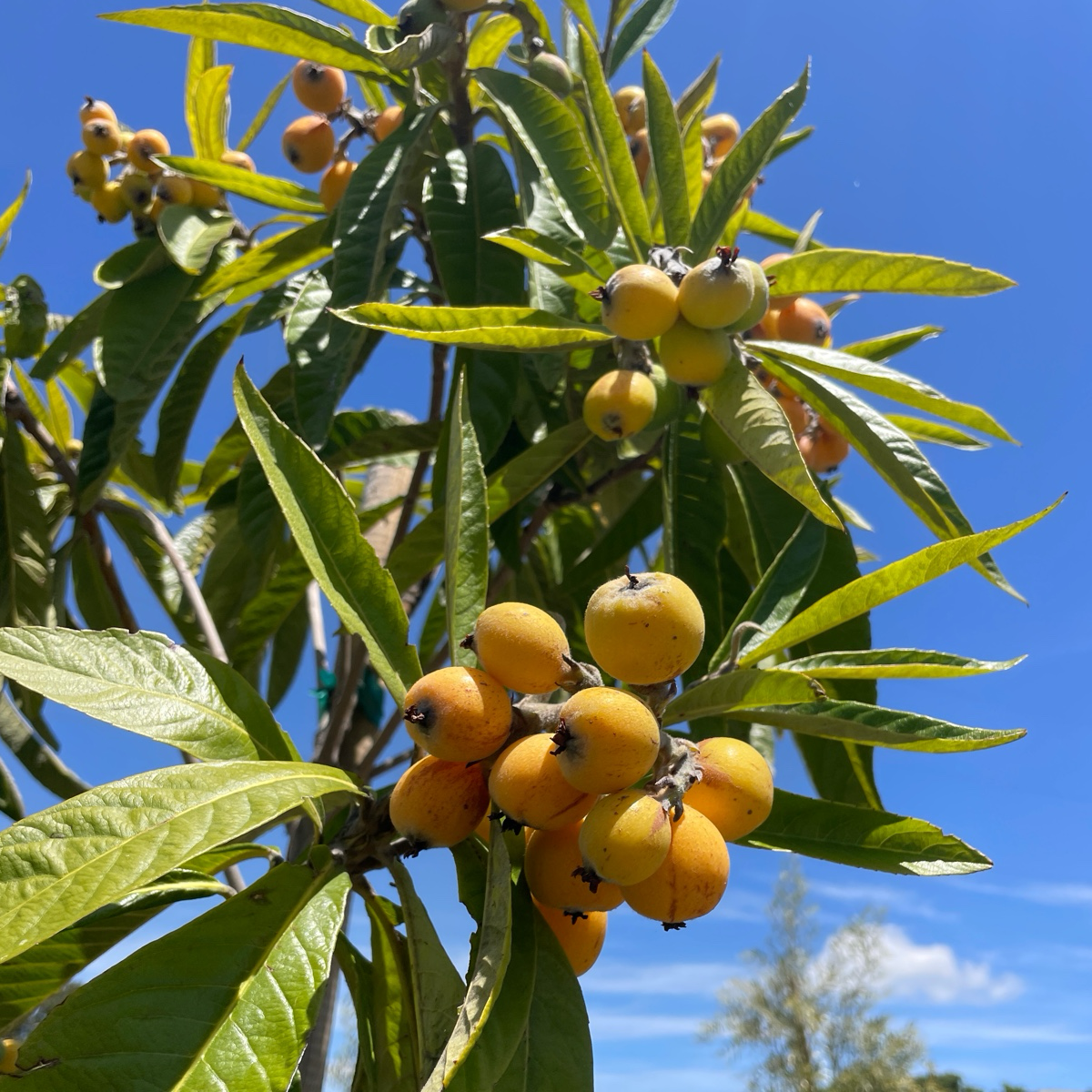 Fruiting Loquat  on a tree branch with a clear blue sky background