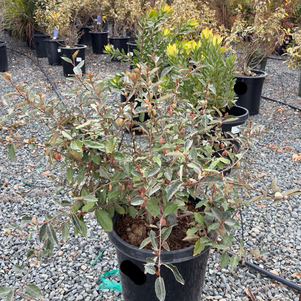 Fruitland Silverberry